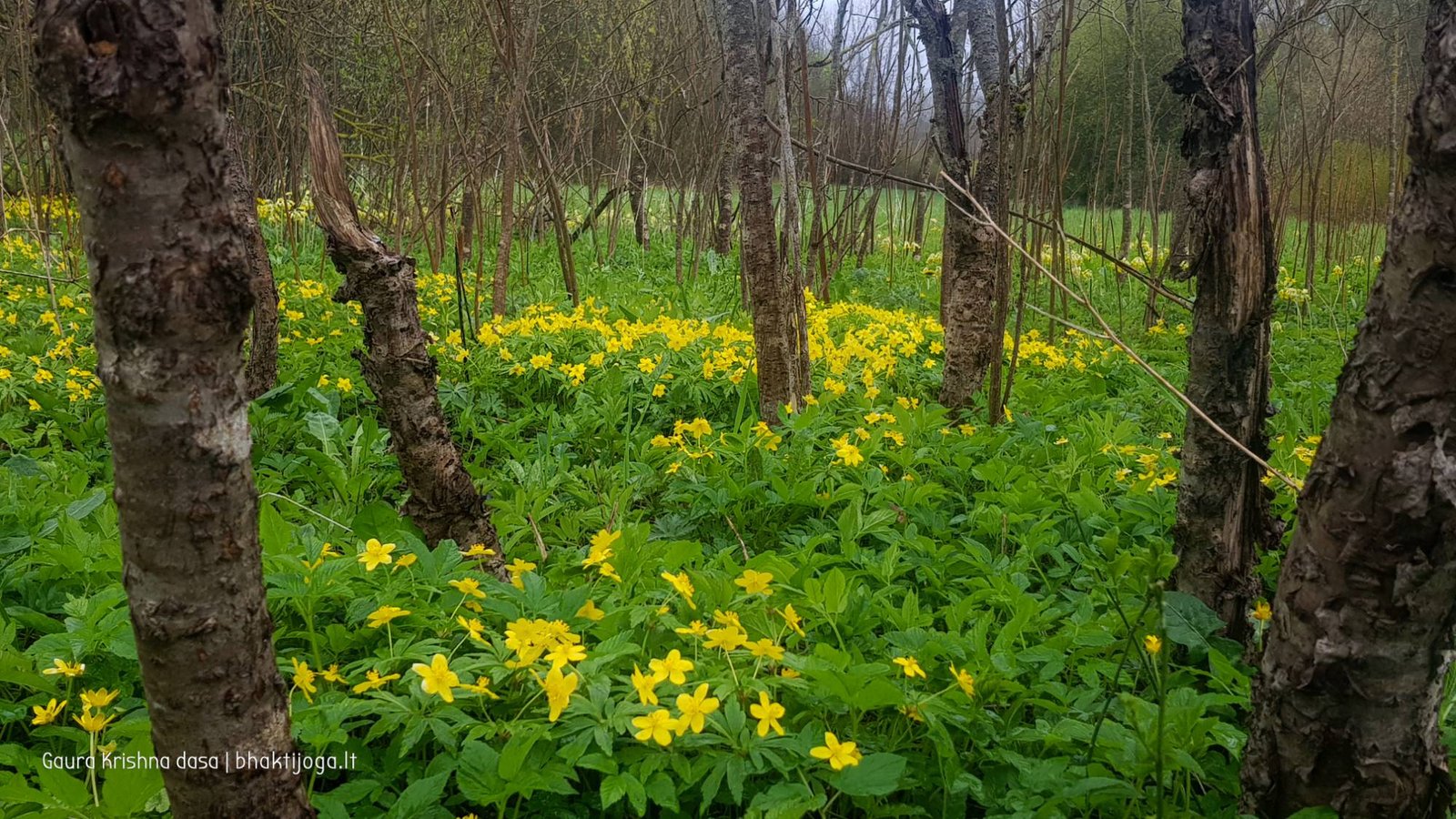  skinderiskio dendrologinis parkas 2021 05 08